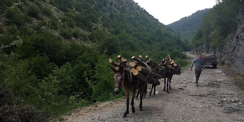 Holztransport mit Esel